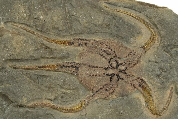 Very Detailed Ordovician Brittle Star (Ophiura) - Morocco #320951